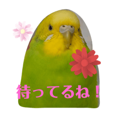 我が家鳥S' 1