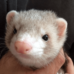 我が家の生き物