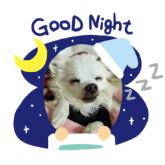 うちのちわわんこ