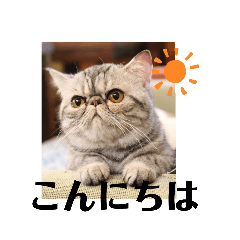 エキゾチックショートヘアのまるみ