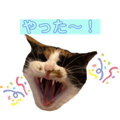 三毛猫しぇりぃ