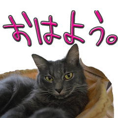 猫で挨拶とか色々