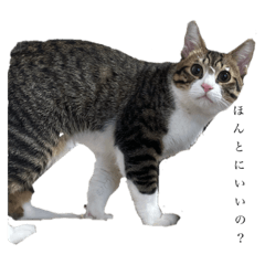 使いやすいか分からないけどスタンプ