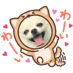 元気なチワワくん