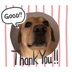 ラブラドールのラブ(仮)6