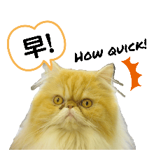 けっこう使えるBob's Family