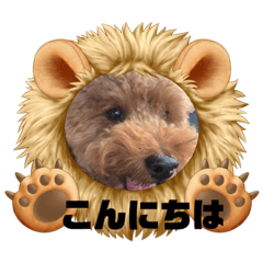 元保護犬トイプードルのムクちゃん