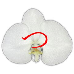 蘭バック文字　③