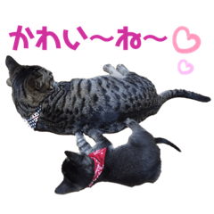 なかよしキジトラ猫③