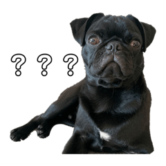 おこげ@黒パグのおこげチャンネル