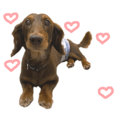 イヌのアレックス