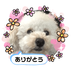 トイプードル　クゥの日常2