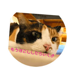 三毛猫ゆるゆるスタンプ