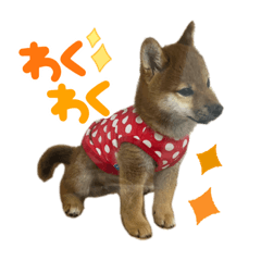 柴犬さくらの毎日