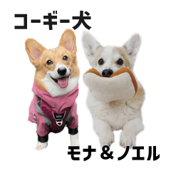 コーギー犬 NOEL＆MONA