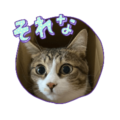 ニャニャンオールスターズ1967