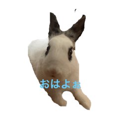 ミニウサスタンプ第1弾