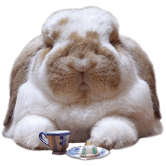 がじゅまるちゃん（じっしゃばーじょん）