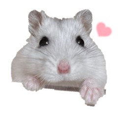 おもちとだいふく