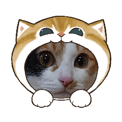 うちのねこさん  ゆず 4