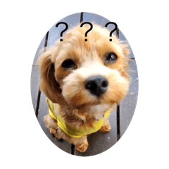 ⭐︎⭐︎マルプーの生活⭐︎⭐︎