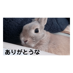 ゆいかのきなこ