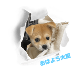 しゃくれあむさんの日常スタンプ