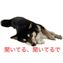 黒柴こたこの関西弁