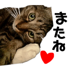 愛しのにゃんこ♥️