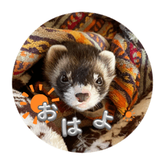 いたち科フェレット