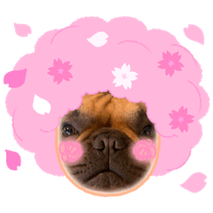 桜おっちょんじ