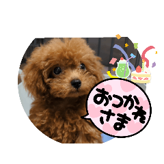 わたしは可愛い！トイプードルのぷりんvol2