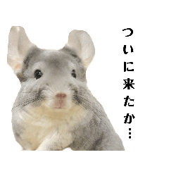 時々オタクなチンチラスタンプ