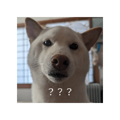 白柴 なつちゃん