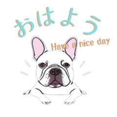 あいさつ♪フレブルのcocoちゃん