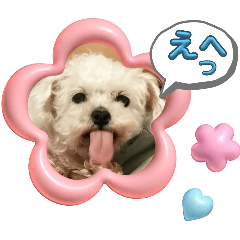 愛犬ハッピーの大切な日々