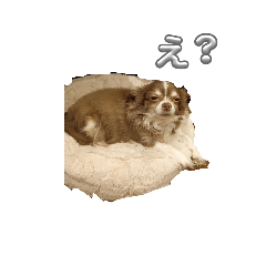 キュートないぬのスタンプ