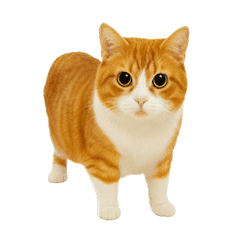 くるくる回る猫