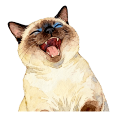 Siamese chub chub meow