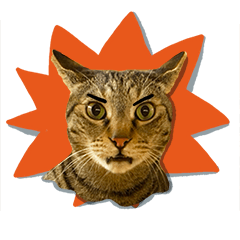 猫、猫、猫、猫、猫。実写の猫！