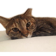 愛猫ぴぃちゃん