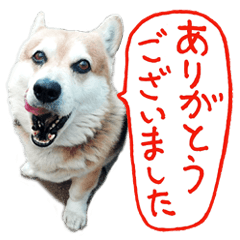 とても元気なコーギー犬