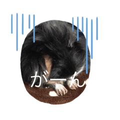 モルモットのくぅちゃん☺︎