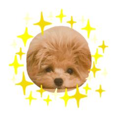 ポメプーのモイ