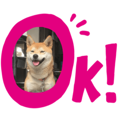 しば犬らんまるの日常