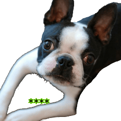 キュートなボストン・テリアのバビくん