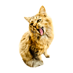 猫写真スタンプ☆10（文字無し）