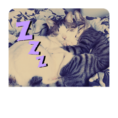 ピグミーキャットちび