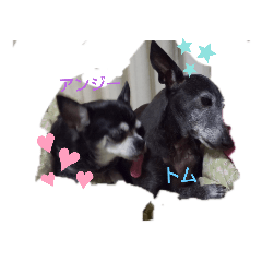 我が家の愛犬  アンジーとトム  06