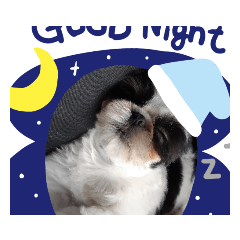 シーズーこてつ